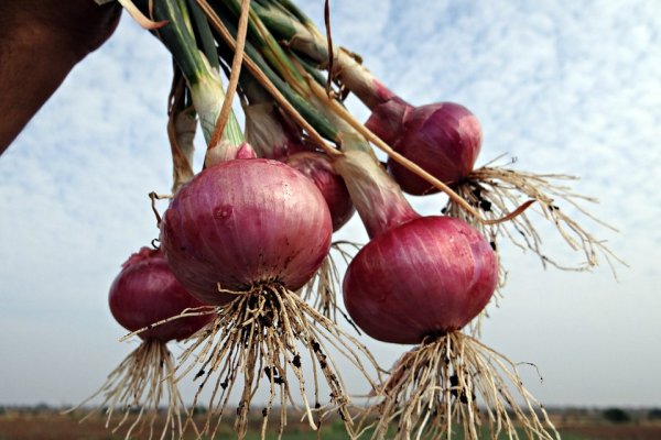 Kraken market onion