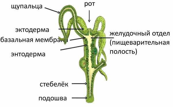 Кракен оф